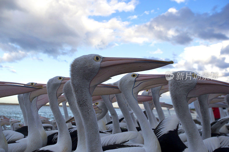 鹈鹕(Pelecanus conspicillatus)